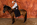 photographie-art-cheval-fond-marron-tir-à-arc-TAC-martin-saphir-equitation-thomas-stoehr-photographe-equin-bas-rhin-alsace.jpg