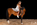 lucie kaag-shooting-photo-equestre-fond noir-thomas stoehr-photographe-equin-alsace-bas rhin-haras de la bleiche-portrait-art